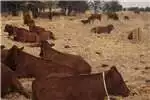 Livestock AGRI-ALERT BEESBAND