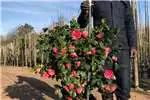 Other 50L Camellia - 0.8 meters
