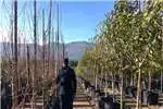 Other 100L Betula penula - 3.2 meters