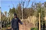 Other 100L Malus 'Crabapple' - 3 meters