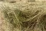 Livestock Livestock feed Teff square bales for sale by Private Seller | AgriMag Marketplace