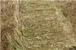 Livestock Livestock feed Teff square bales for sale by Private Seller | AgriMag Marketplace