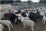 Livestock 37 x Lammers +/- 38kg each