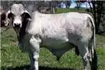 Livestock Opregte Stud Brahmaan - 3jaar oud met sertifikaat