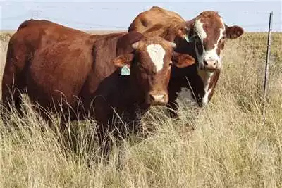 Livestock Geregestreerde Brafords