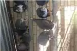 Livestock Guinea fowls for sale