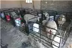 Livestock Handling Equipment Lam hokkies