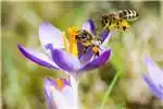 Service Providers Bee Removal 