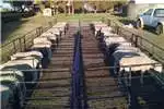 Livestock handling equipment Livestock crushes and equipment Cattle , goats and sheep steel handling equipment for sale by | AgriMag Marketplace