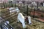 Livestock handling equipment Livestock crushes and equipment Cattle , goats and sheep steel handling equipment for sale by | AgriMag Marketplace