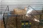 Livestock handling equipment Livestock crushes and equipment Farm gates , sheep farming equipment , cattle crus for sale by | AgriMag Marketplace