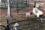 Livestock handling equipment Livestock crushes and equipment Farm gates , sheep farming equipment , cattle crus for sale by | AgriMag Marketplace