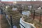 Livestock handling equipment Livestock crushes and equipment Skaap drukgang/ sheep crush and accessories for sale by | AgriMag Marketplace