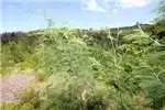 Property Vacant land Vacant Land Residential For Sale in Green Pastures