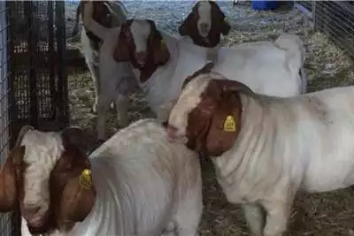 Livestock Boer goats for sale - Call/Whatsapp 0832458210