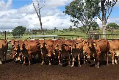 Livestock BRAHMAN Bulls - Call/Whatsapp 0832458210