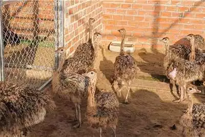 Livestock Ostrich Chicks - Call/Whatsapp 0832458210