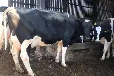 Livestock Milking Friesian Cows- Call/Whatsapp 0832458210
