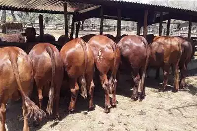 Livestock Bonsmara Bulls - Call/Whatsapp 0832458210
