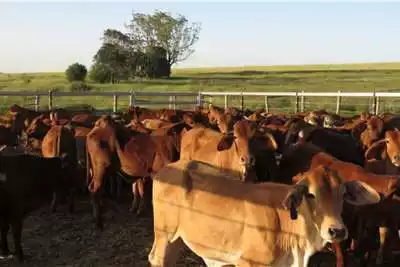 Livestock Calves For Sale Call/ Whatsapp 0832458210