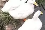 Livestock Pekin Ducks