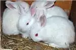 Livestock New Zeeland White Rabbits for sale