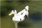 Livestock Ancona duck 