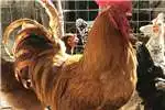 Livestock Buff Orpington Roosters for sale!
