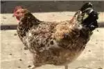 Livestock Beautiful Roosters and hens for sale!