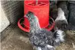 Livestock Silkie Chickens for Sale