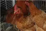 Livestock New Hampshire Chickens for Sale 