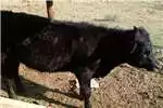 Livestock Dexter bull