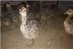 Livestock Poultry Ostrich chicks 4 weeks old for sale by Private Seller | AgriMag Marketplace