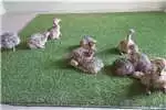 Livestock Poultry Ostrich chicks 4 weeks old for sale by Private Seller | AgriMag Marketplace