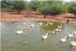 Livestock Geese for sale