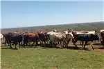 Livestock Healthy Nguni Cattle and Calves