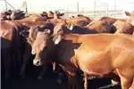 Livestock Bonsmara Heifers and Bulls for sale