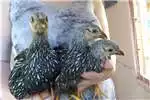 Livestock 3x Chickens for sale