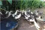 Livestock Makoue/Muscovy ducks for sale 2020