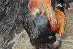 Livestock Brahma chickens