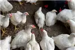 Livestock Live broiler chickens for sale