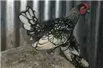 Livestock Sebright bantam cockerel 