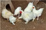 Livestock Silky chicken mixes of varying ages for sale. 