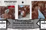 Livestock Chickens Lohmann Brown Layers, Point of lay, Various ages a for sale by Private Seller | AgriMag Marketplace