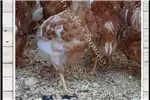 Livestock Chickens Lohmann Brown Layers, Point of lay, Various ages a for sale by Private Seller | AgriMag Marketplace