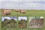 Livestock Teff & Eragrostis Bales Available!