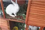 Livestock Rabbit for Sale- New Zealand White