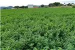 Livestock LUCERNE - DIRECT FROM THE FARMER NO AGENT FEES INC