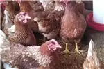 Livestock Layer hen's available 