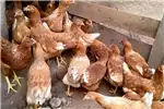 Livestock Chickens for Sale